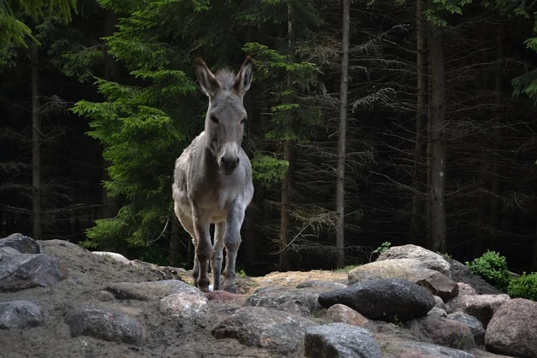 Lietuvoje žemės lengvatos: kurie regionai pajus naudą