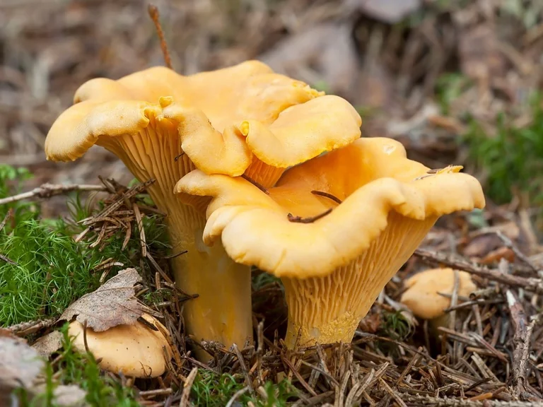 Pasiklydus Lietuvos miške: ko nedaryti pirmiausia