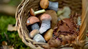 Sapnas apie grybavimą: ką gali priminti pasirinkimas miške