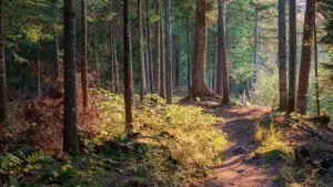 Saulėtas miško takas tarp pušų, primenantis paslaptingą ir ramią sapno aplinką.