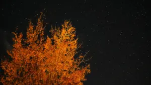 Spalio 12-osios horoskopas: rinkitės mažą žingsnį